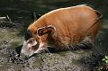 Zoo Schmiding 040